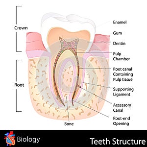 Human Teeth Structure