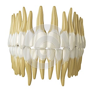 Human teeth on white.