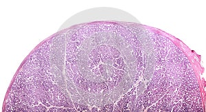 Human testicle. Hematoxylin-eosin photo