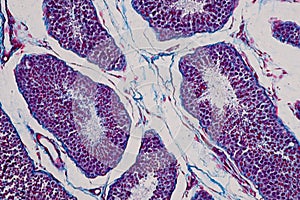 Human testis under the microscope view.