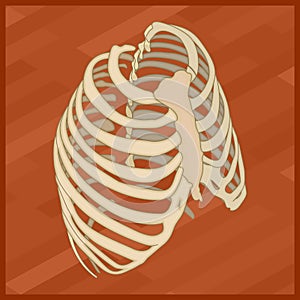 Human thorax flat isometric icon