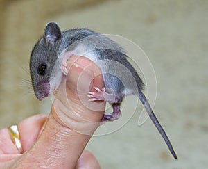 Side view of a baby house mouse hanging on to a human thumb.