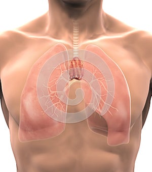 Human Thymus Anatomy