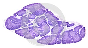 Human thymus. Cortex and medulla