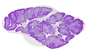 Human thymus. Cortex and medulla photo