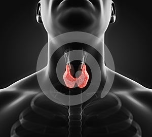 Human Thyroid Gland Anatomy Illustration