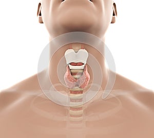 Human Thyroid Gland Anatomy Illustration photo