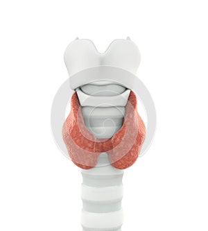Human Thyroid Gland Anatomy Isolated