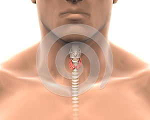 Uomo ghiandola tiroidea ghiandola 