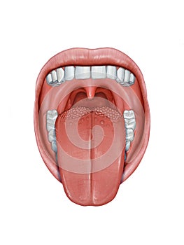 Human tongue anatomy
