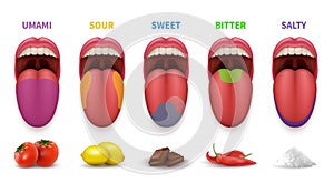 Human tongue basic taste areas. Smack map in mouth sweet, salty, sour, bitter and umami vector diagram isolated on white