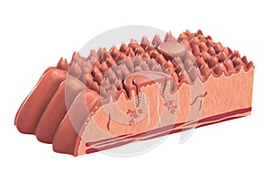 Human tongue cross-section