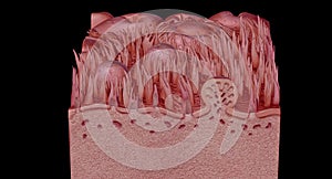 Human tongue cross section showing its different anatomical ps photo