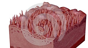 Human tongue cross section showing its different anatomical ps photo
