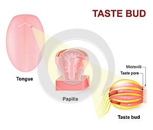 Human tongue, Lingual papillae and taste bud