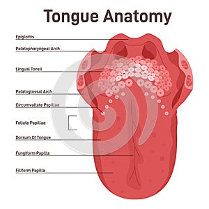 Human tongue. Muscular organ with papillae, taste receptors of the tongue