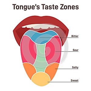 Human tongue. Muscular organ with papillae, taste receptors zones