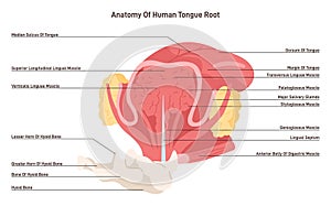 Human tongue root. Muscles and salivary glands of the tongue placed