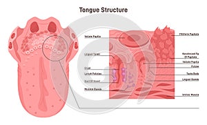 Human tongue structure. Muscular organ with papillae, taste receptors