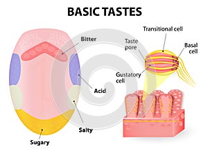 Human tongue