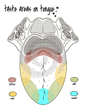 Human tongue taste zones