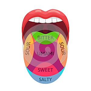 Human tongue taste zones. Sweet, bitter and salty tastes receptors. Tasting areas, umami and sour diagram cartoon vector photo