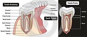 Human tooth anatomy infographic diagram