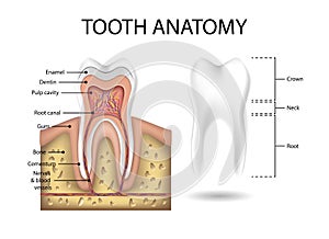 Human Tooth anatomy template. Realistic White Tooth Mockup. Dental health Concept. Medical banner or poster Vector