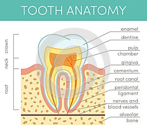 Human tooth anatomy