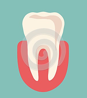 Human tooth. Anatomy of the tooth. Vector illustration