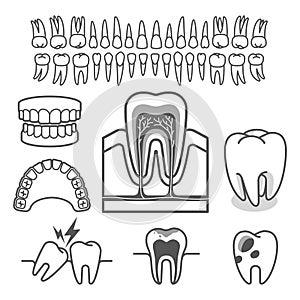 Human tooth anatomy. Vector.