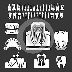 Human tooth anatomy.