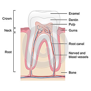 Human tooth anatomy on white background,