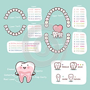 Human tooth cartoon anatomy chart