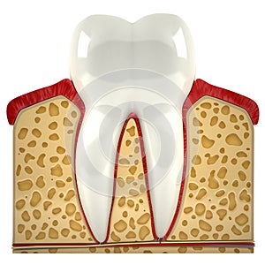 Human tooth cross-section (3d model)