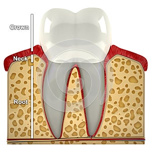 Human tooth cross-section (3d model)