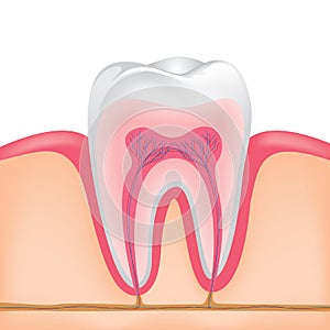 Human tooth cross-section.