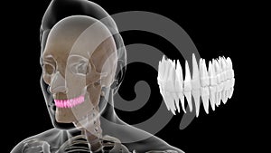 Human tooth - incisors, canines, premolars, molars and third molars