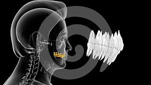 Human tooth - incisors, canines, premolars, molars and third molars