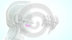 Human tooth - incisors, canines, premolars, molars and third molars