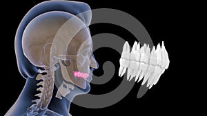 Human tooth - incisors, canines, premolars, molars and third molars