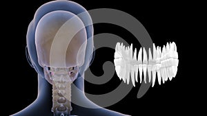 Human tooth - incisors, canines, premolars, molars and third molars