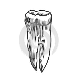 Human tooth isolated