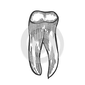 Human tooth isolated