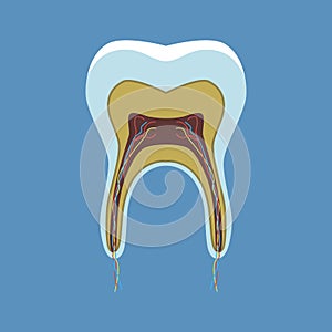 Human tooth with nerves