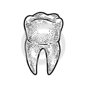 Human tooth sketch vector illustration