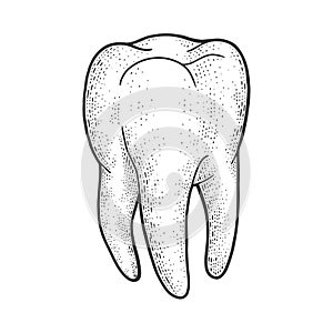 Human tooth sketch vector illustration