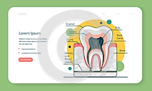 Human tooth structure. Cross section scheme representing tooth layers