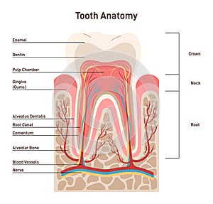 Human tooth structure. Cross section scheme representing tooth layers.