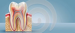 Human tooth structure, dental radiography, dentistry background with space for text placement.